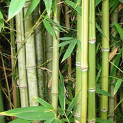 Cold Hardy Bamboo Seeds - Ornamental Bamboo Landscape Seeds