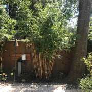 Cold Hardy Bamboo Seeds - Ornamental Bamboo Landscape Seeds