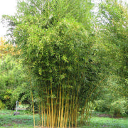 Cold Hardy Bamboo Seeds - Ornamental Bamboo Landscape Seeds