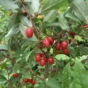 Cold Hardy Berry Bushes Seeds