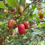 Cold Hardy Berry Bushes Seeds