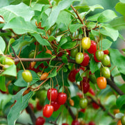 Cold Hardy Berry Bushes Seeds