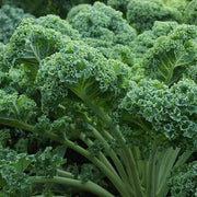 Cold Seeds, Brassica oleracea var. acephala