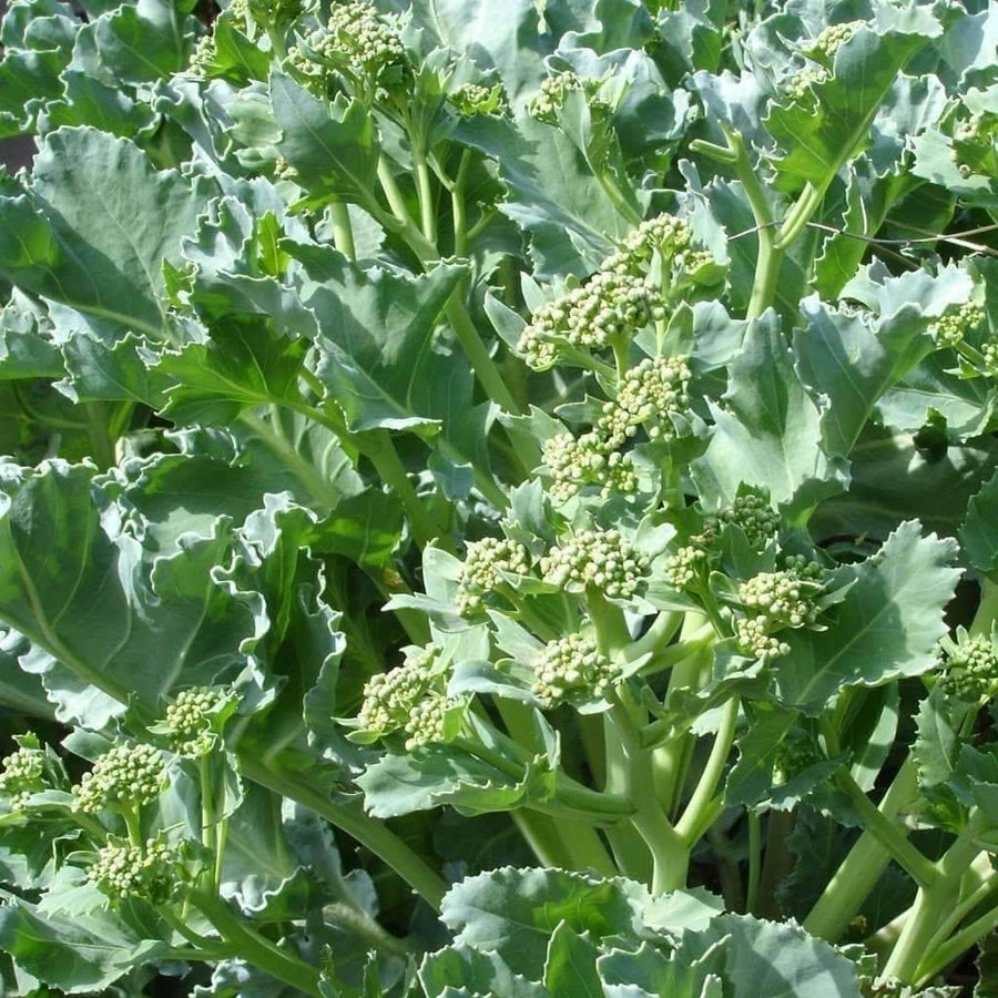 Cold Seeds, Brassica oleracea var. acephala