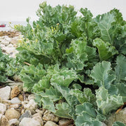 Cold Seeds, Brassica oleracea var. acephala