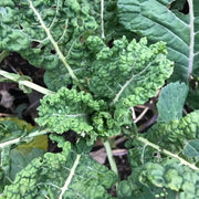 Cold Seeds, Brassica oleracea var. acephala