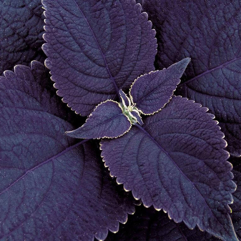 Black Coleus Seeds