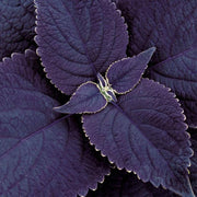 Black Coleus Seeds