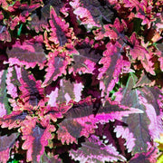Black Dragon Coleus Seeds, Herbal