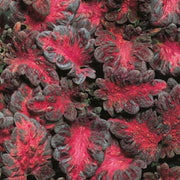 Black Dragon Coleus Seeds, Herbal