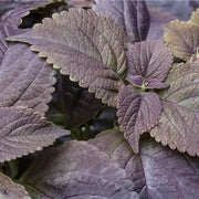 Black Coleus Seeds