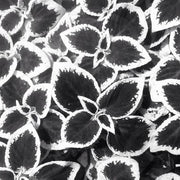 Black White Coleus Seeds