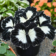 Black White Coleus Seeds
