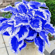 Blue and White Coleus Seeds, Herbal