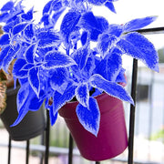 Blue and White Coleus Seeds, Herbal
