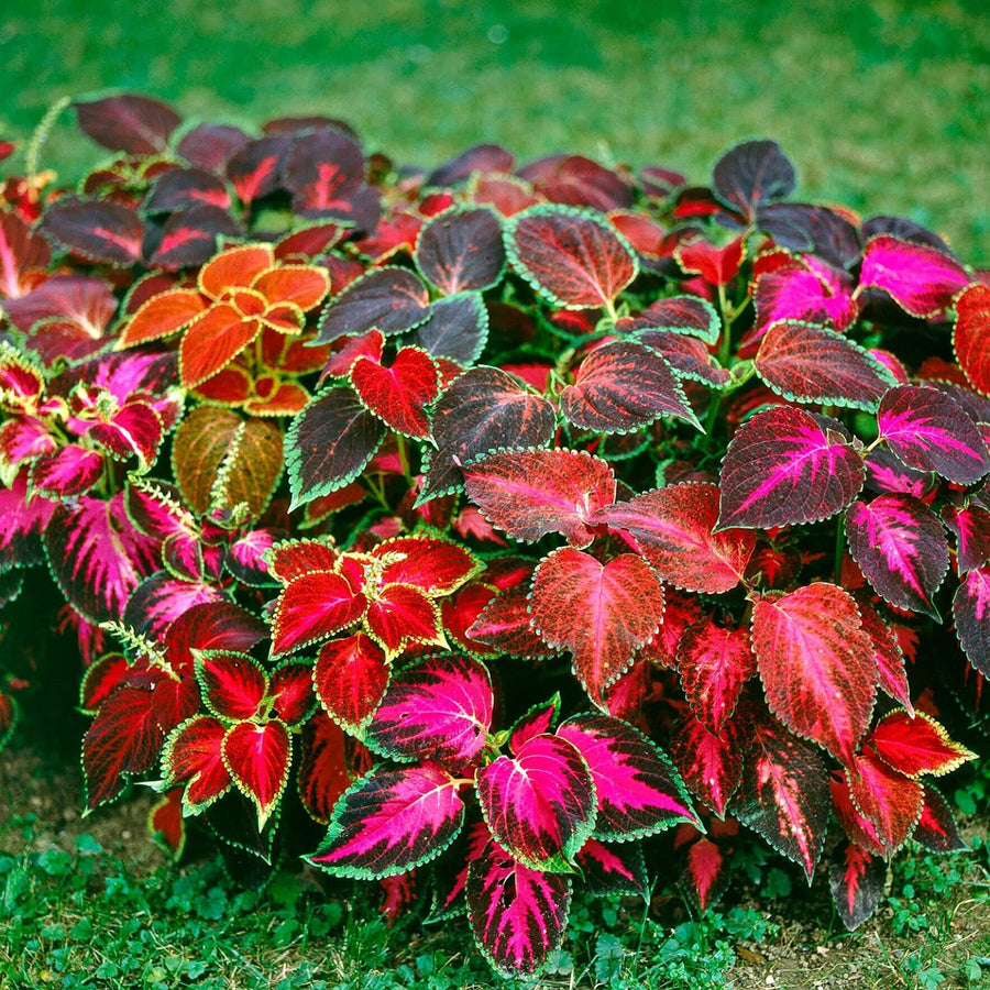 Coleus Rainbow Mix Seeds, Plectranthus scutellarioides Flower Seeds