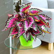 Colorful Coleus Seeds