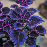 Deep Blue Coleus Seeds