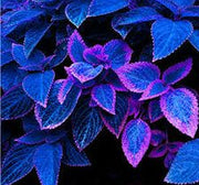 Deep Blue Coleus Seeds
