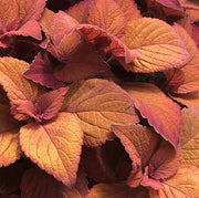 Deep Orange Coleus Seeds