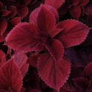 Deep Red Coleus Seeds