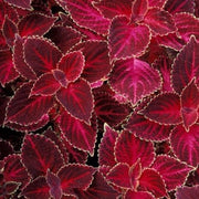 Deep Red Coleus Seeds