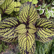 Green & Black Coleus Seeds