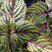 Green & Black Coleus Seeds