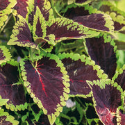 Green Brown Coleus Seeds