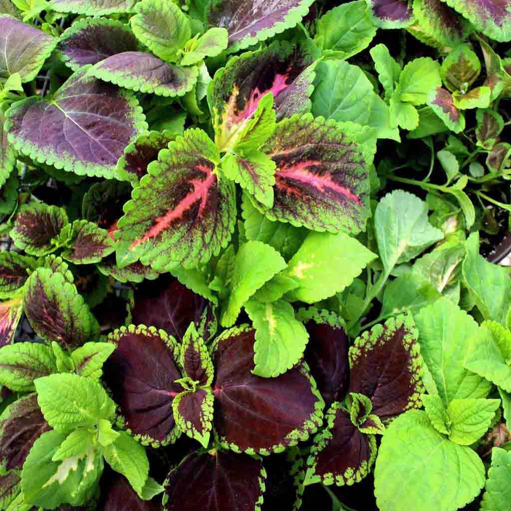 Green Brown Coleus Seeds