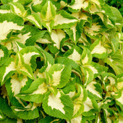 Green White Coleus Seeds