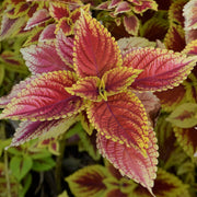Light Yellow & Pink Coleus Seeds