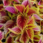 Light Yellow & Pink Coleus Seeds