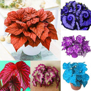 Deep Red Coleus Seeds
