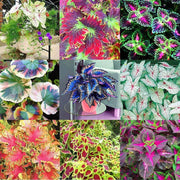 Deep Red Coleus Seeds