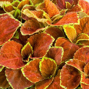 Orange & Green Coleus Seeds