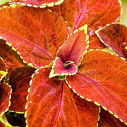 Orange & Green Coleus Seeds