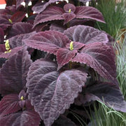 Palisandra Black Coleus Seeds, Herbal