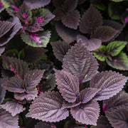 Palisandra Black Coleus Seeds, Herbal
