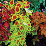 Rainbow Mix Coleus Seeds, Herbal