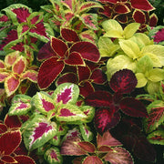 Coleus Rainbow Mix Seeds, Plectranthus scutellarioides Flower Seeds
