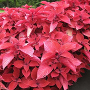 Red Coleus Seeds