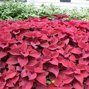 Red Coleus Seeds