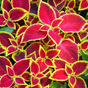 Red Yellow Coleus Seeds