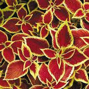 Red Yellow Coleus Seeds