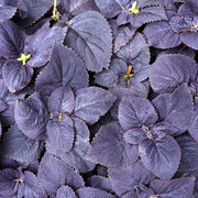 Black Coleus Seeds