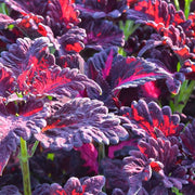 Black Dragon Coleus Seeds, Herbal