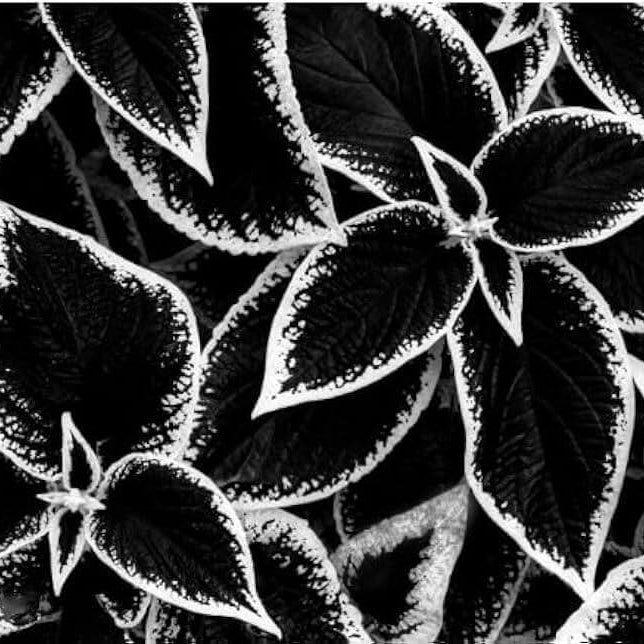 Black White Coleus Seeds