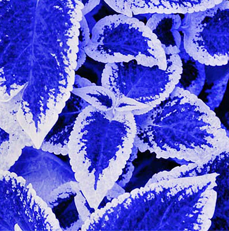 Blue and White Coleus Seeds, Herbal