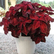Coleus Seeds – Coleus scutellarioides